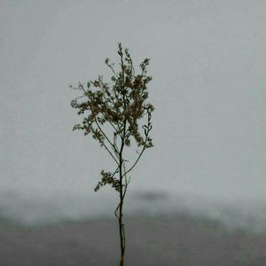 亚洲人撒尿特写HD
