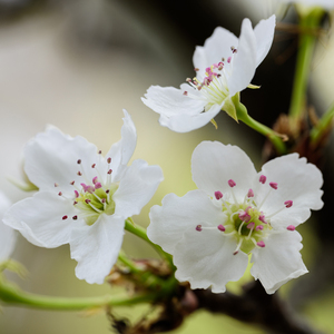 亚洲人撒尿特写HD
