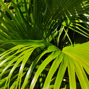 亚洲人撒尿特写HD
